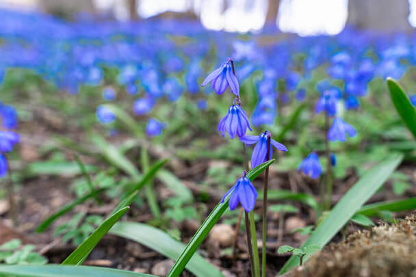 Bókoló csillagvirág (Scilla siberica) ültetése, gondozása, szaporítása