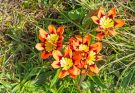 Cigányvirág (Sparaxis tricolor) ültetése, gondozása, szaporítása