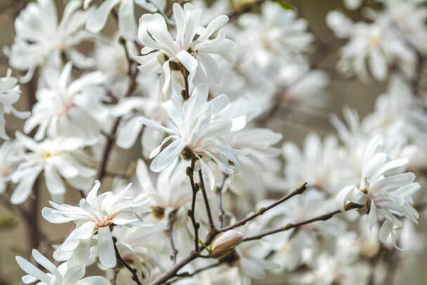 Csillagvirágú liliomfa (Magnolia stellata) ültetése, gondozása ...