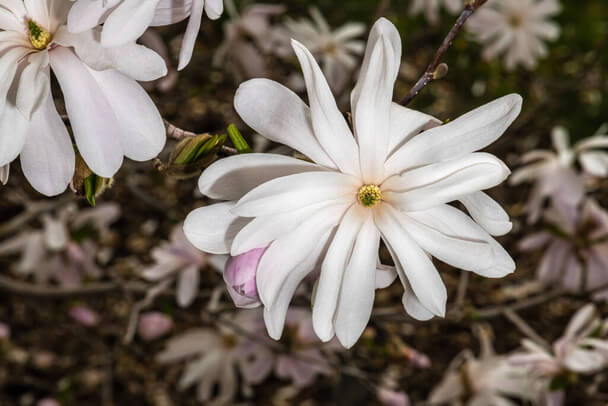 Csillagvirágú liliomfa (Magnolia stellata) ültetése, gondozása ...