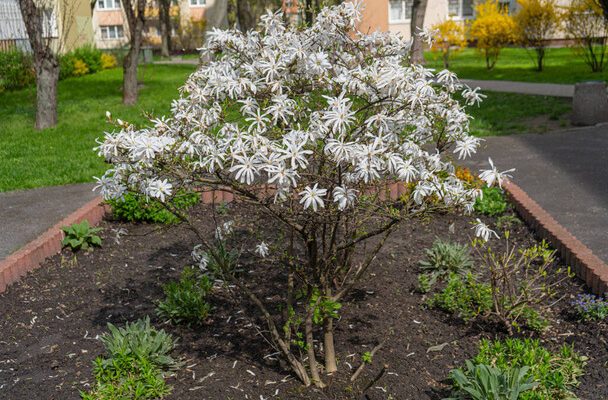 Csillagvirágú liliomfa (Magnolia stellata) ültetése, gondozása, szaporítása