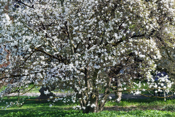 Csillagvirágú liliomfa (Magnolia stellata) ültetése, gondozása ...