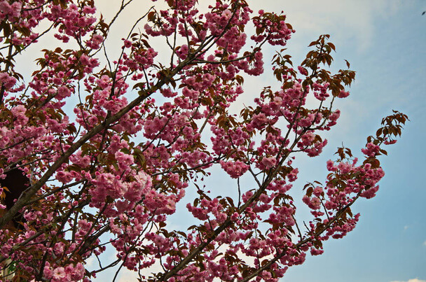 Japán díszmeggy (Prunus glandulosa) ültetése, gondozása, szaporítása