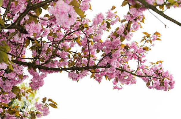 Japán díszmeggy (Prunus glandulosa) ültetése, gondozása, szaporítása