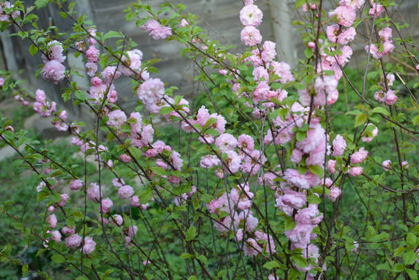 Japán díszmeggy (Prunus glandulosa) ültetése, gondozása, szaporítása