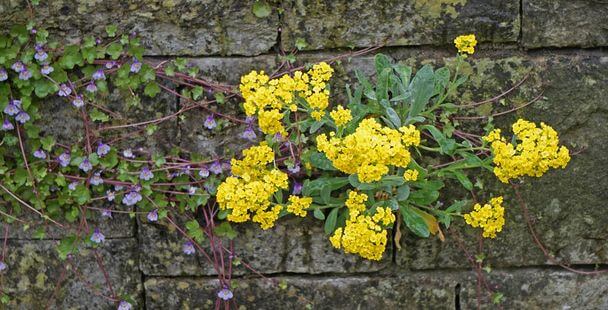 Sziklai ternye (Aurinia saxatilis) 