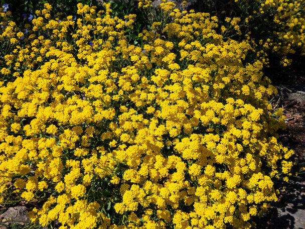 Sziklai ternye (Aurinia saxatilis) 