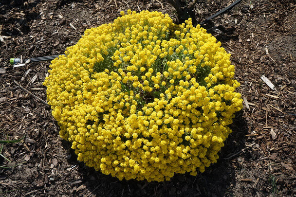 Sziklai ternye (Aurinia saxatilis) 