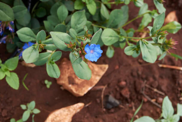 Tarackoló kékgyökér (Ceratostigma plumbaginoides)