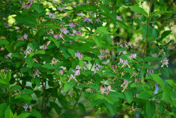 Tatár lonc (Lonicera tatarica) 