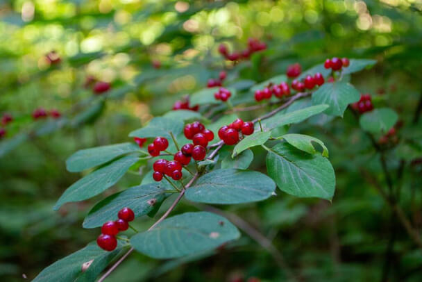 Tatár lonc (Lonicera tatarica) 