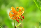 Turbánliliom (Lilium martagon) ültetése, gondozása, teleltetése, betegségei. Minden, amit tudni kell a gyönyörű virágról. Ismerd meg közelebbről.