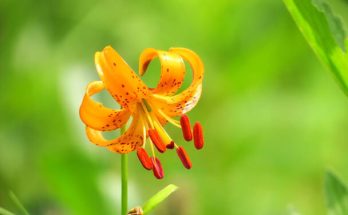 Turbánliliom (Lilium martagon) ültetése, gondozása, teleltetése, betegségei. Minden, amit tudni kell a gyönyörű virágról. Ismerd meg közelebbről.