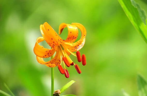 Turbánliliom (Lilium martagon) ültetése, gondozása, teleltetése, betegségei. Minden, amit tudni kell a gyönyörű virágról. Ismerd meg közelebbről.