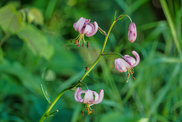 Turbánliliom (Lilium martagon) 