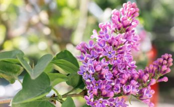 Törpe orgona (Syringa meyeri)