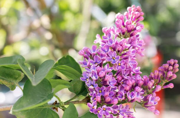 Törpe orgona (Syringa meyeri)