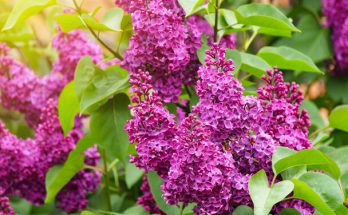 Törpe orgona (Syringa meyeri)