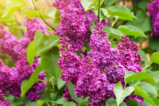 Törpe orgona (Syringa meyeri)