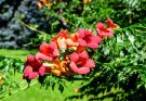 Amerikai trombitafolyondár (Campsis radicans)