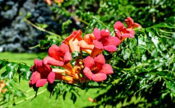 Amerikai trombitafolyondár (Campsis radicans)