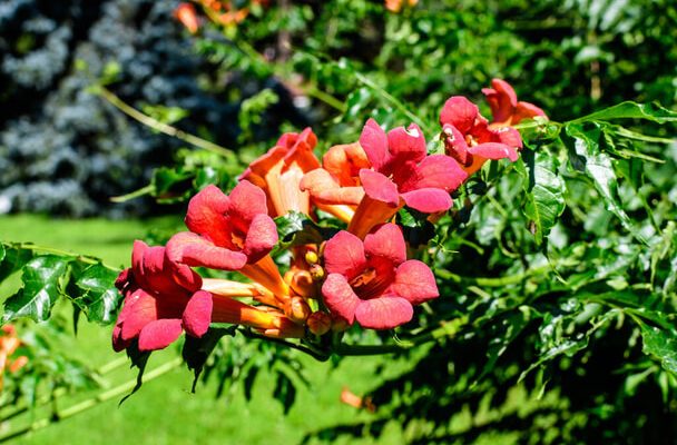 Amerikai trombitafolyondár (Campsis radicans)