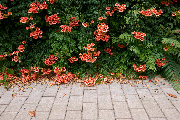 Amerikai trombitafolyondár (Campsis radicans) 