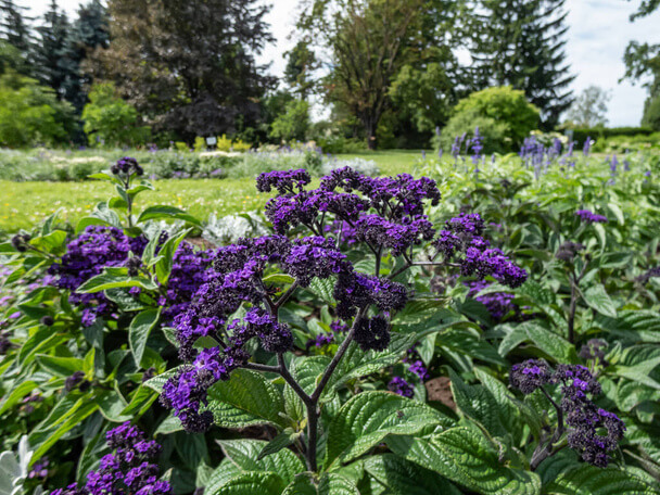 Vaníliavirág (Heliotropium arborescens) 