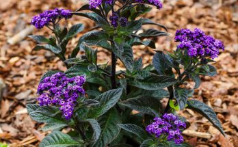 Vaníliavirág (Heliotropium arborescens)