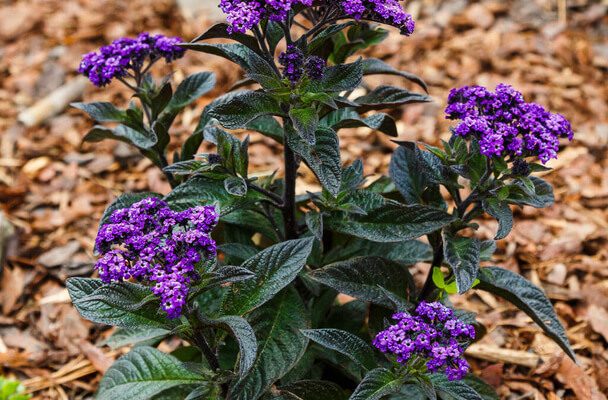 Vaníliavirág (Heliotropium arborescens)