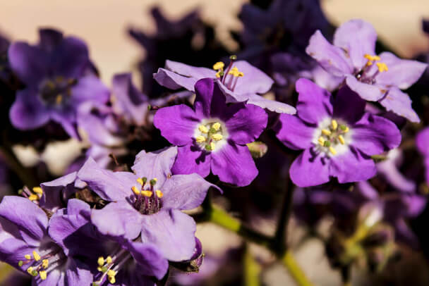 Vaníliavirág (Heliotropium arborescens) 