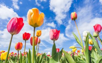 Mikor a legjobb ültetni a tulipánokat?