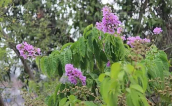 Selyemmirtusz metszése