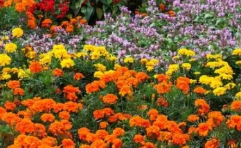 Virágos ágyások színkombinációk alapján