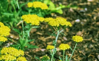 A legszebb szárazságtűrő virágok forró nyarakra ajánlva