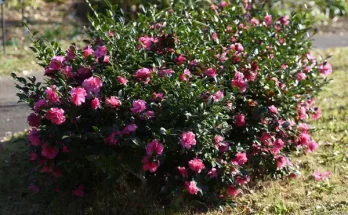 Örökzöldek és virágok kombinálása a kertben