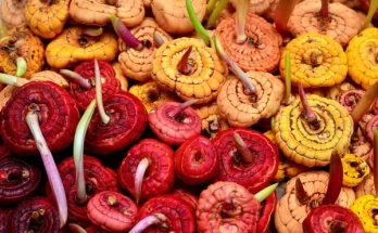 Különleges hagymás virágok, amelyek feldobják a kerted