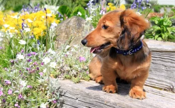 Állatbarát kert: virágok, amelyek biztonságosak kutyáknak, macskáknak