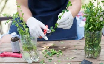 Virágok szaporítása dugványozással – így csináld lépésről lépésre