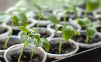 Virágpalánták nevelése újrahasznosított anyagokban