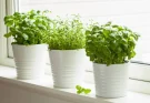 Gyógynövények szobanövényként – melyeket érdemes otthon nevelni?