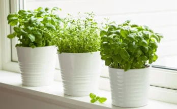 Gyógynövények szobanövényként – melyeket érdemes otthon nevelni?