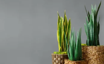 Milyen szobanövények tűrik jól a huzatot?