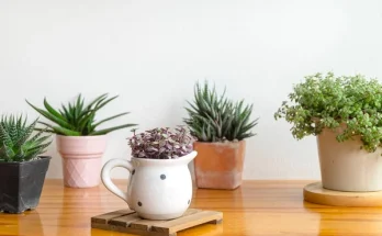 Szobanövények ajándékba: mit válassz különböző alkalmakra?