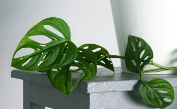 Ritka szobanövények, amelyekkel elkápráztathatod a vendégeidet