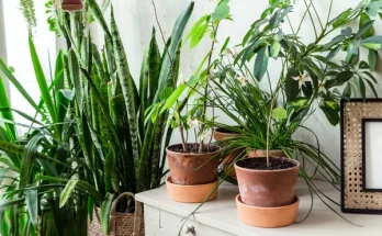 Szobanövények és az otthoni klíma: mennyi hőmérséklet kell nekik?