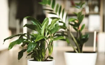 Kövesd nyomon a növényeid fejlődését – naplózás és fotózás