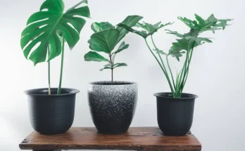 Miért fontos a jó vízelvezetés? – Növények gyökereinek védelme