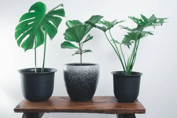 Miért fontos a jó vízelvezetés? – Növények gyökereinek védelme