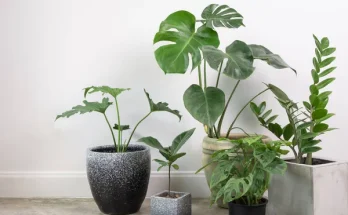Növényápolás egyetemista albérletben: egyszerű megoldások